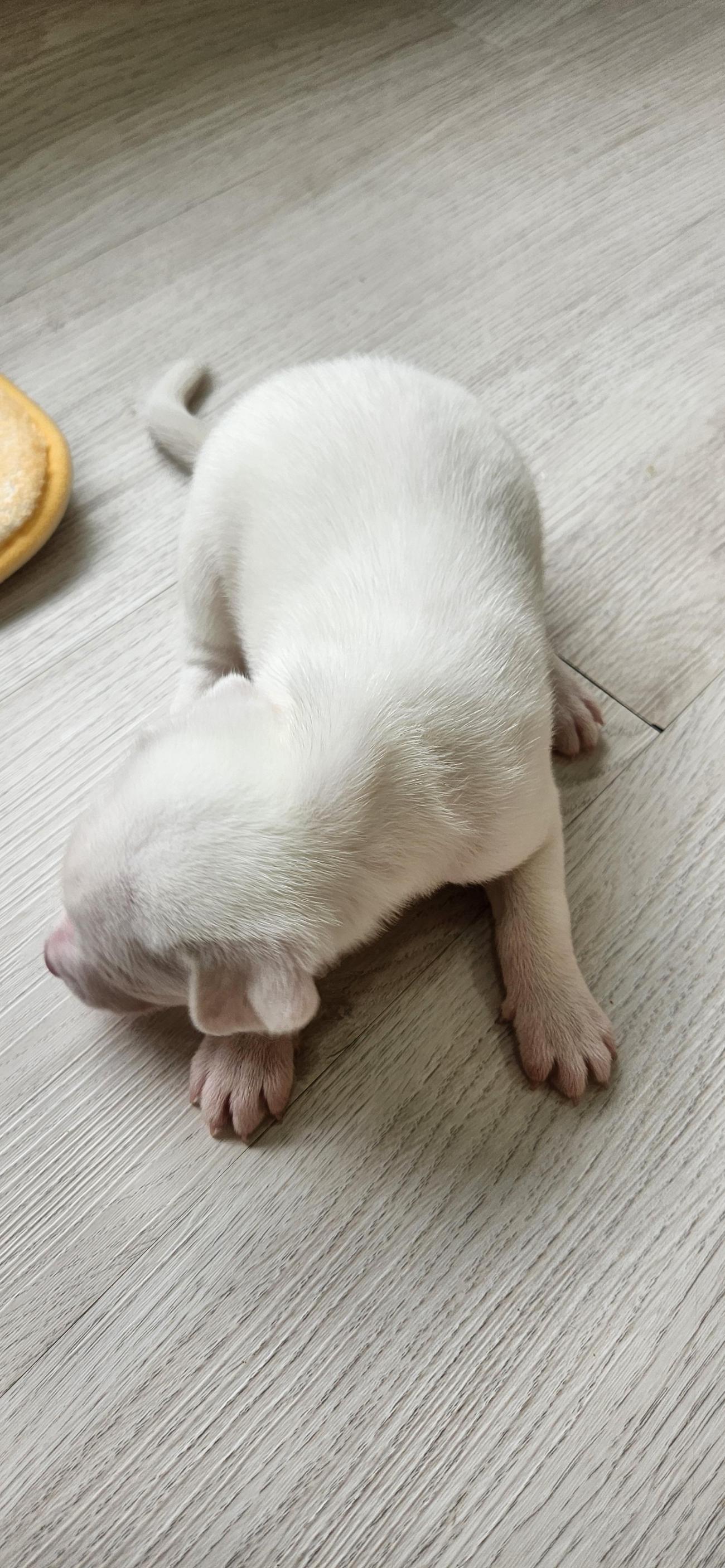 보호 중인 믹스견