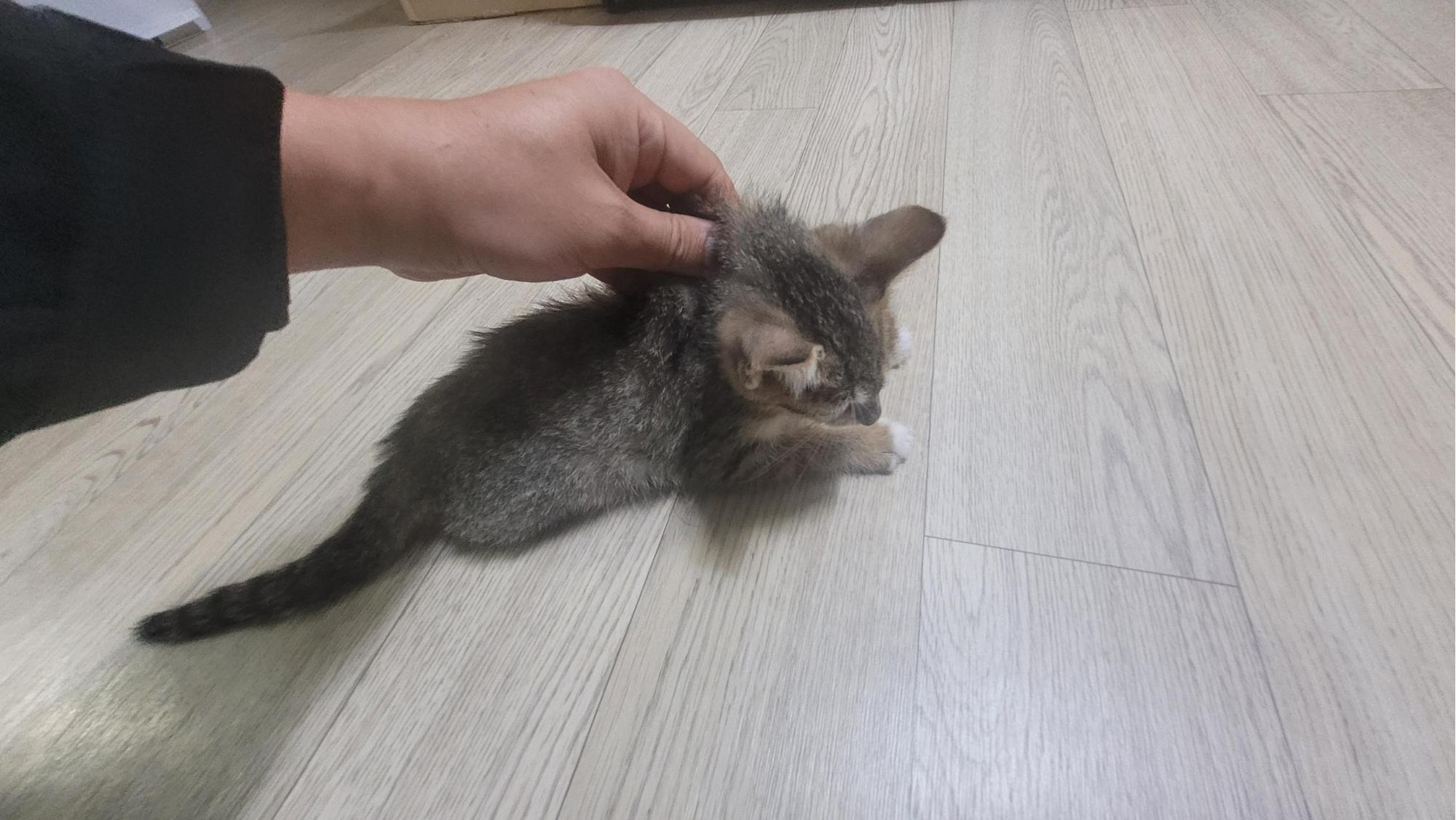 보호 중인 한국 고양이