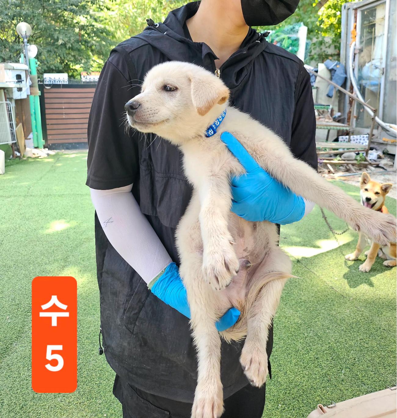 보호 중인 믹스견