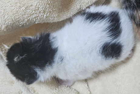 보호 중인 한국 고양이