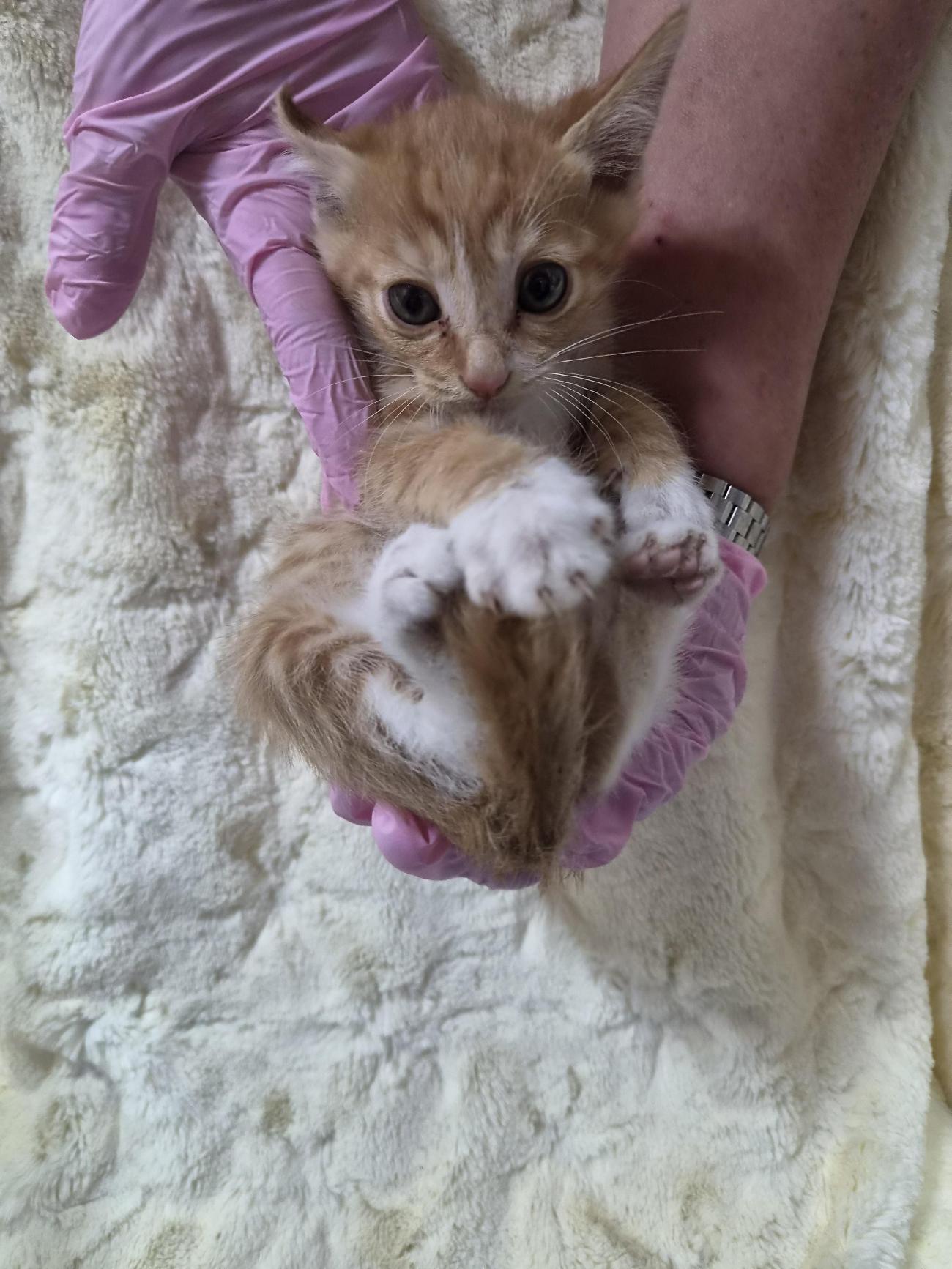 보호 중인 한국 고양이