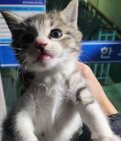 보호 중인 한국 고양이