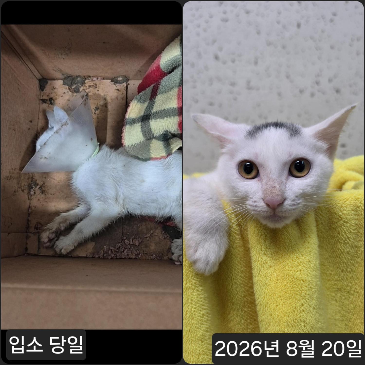 보호 중인 한국 고양이