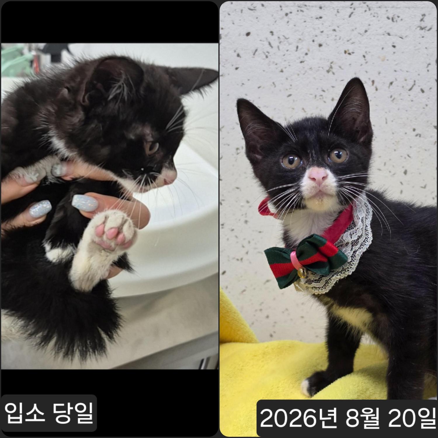 보호 중인 한국 고양이