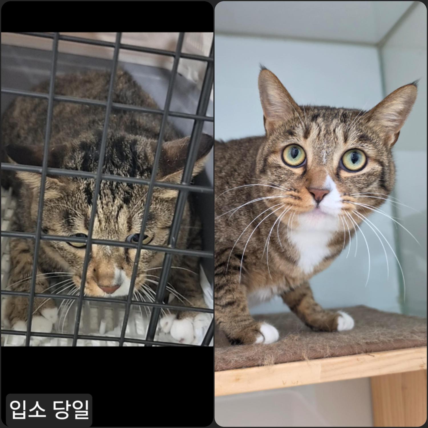 보호 중인 한국 고양이