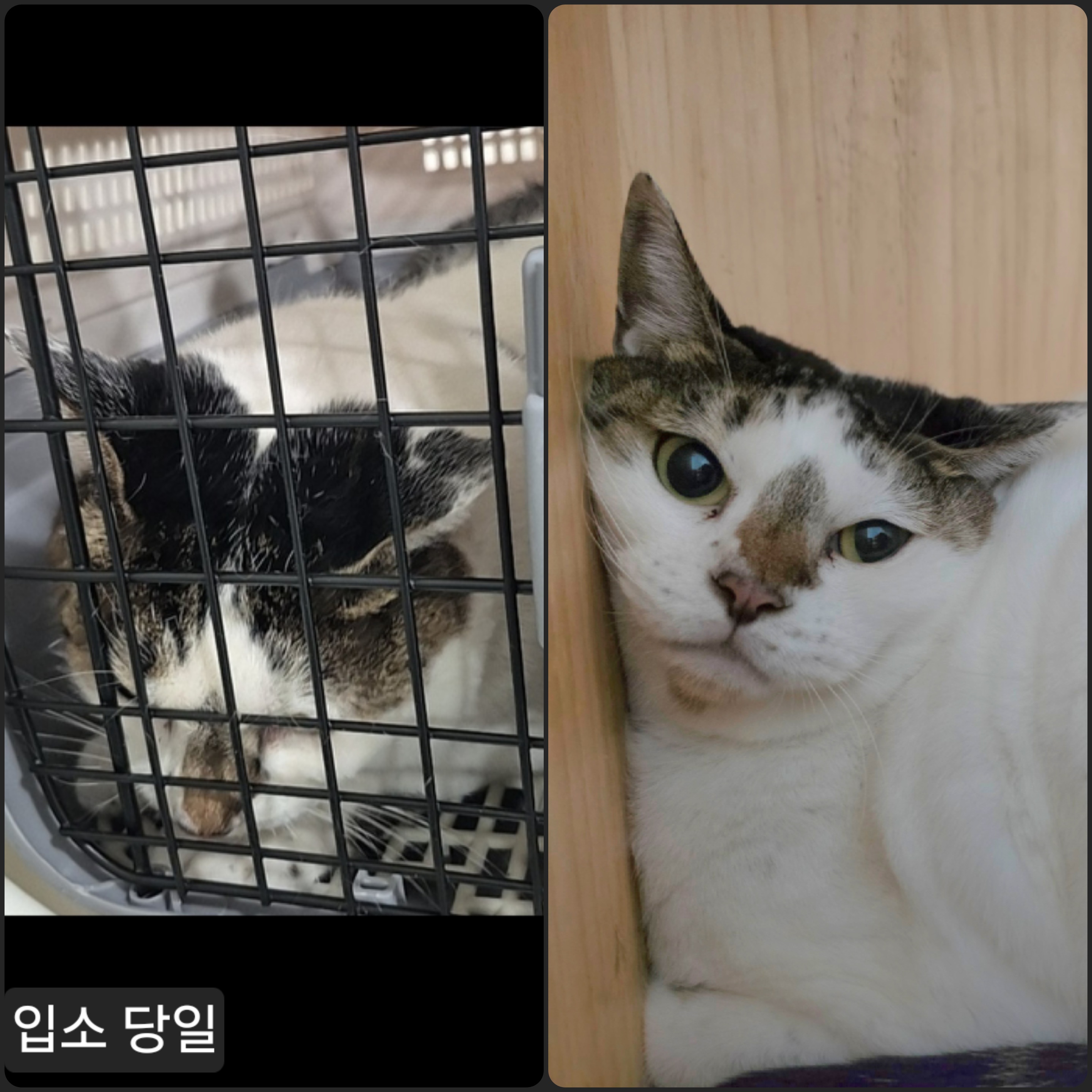보호 중인 한국 고양이