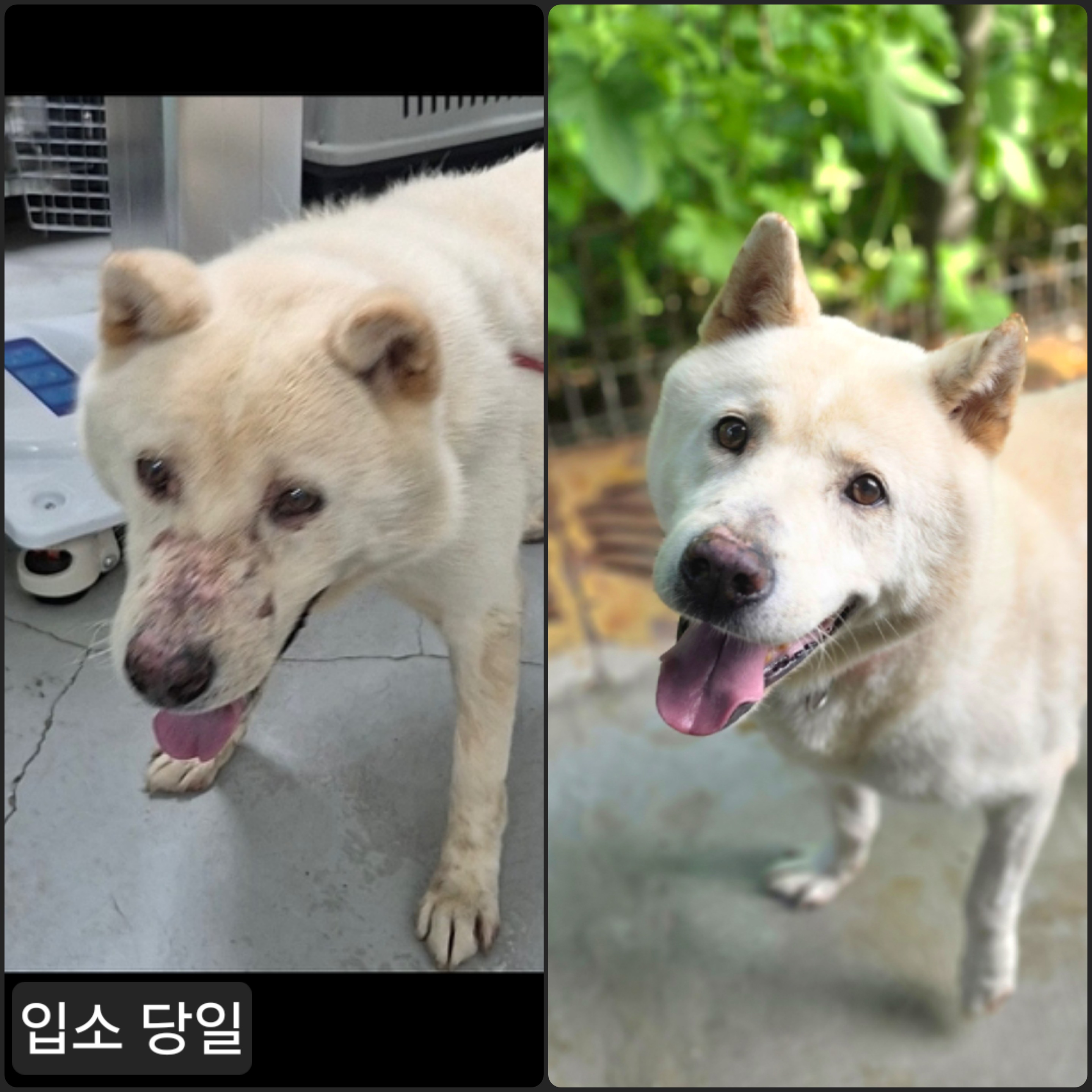 보호 중인 믹스견