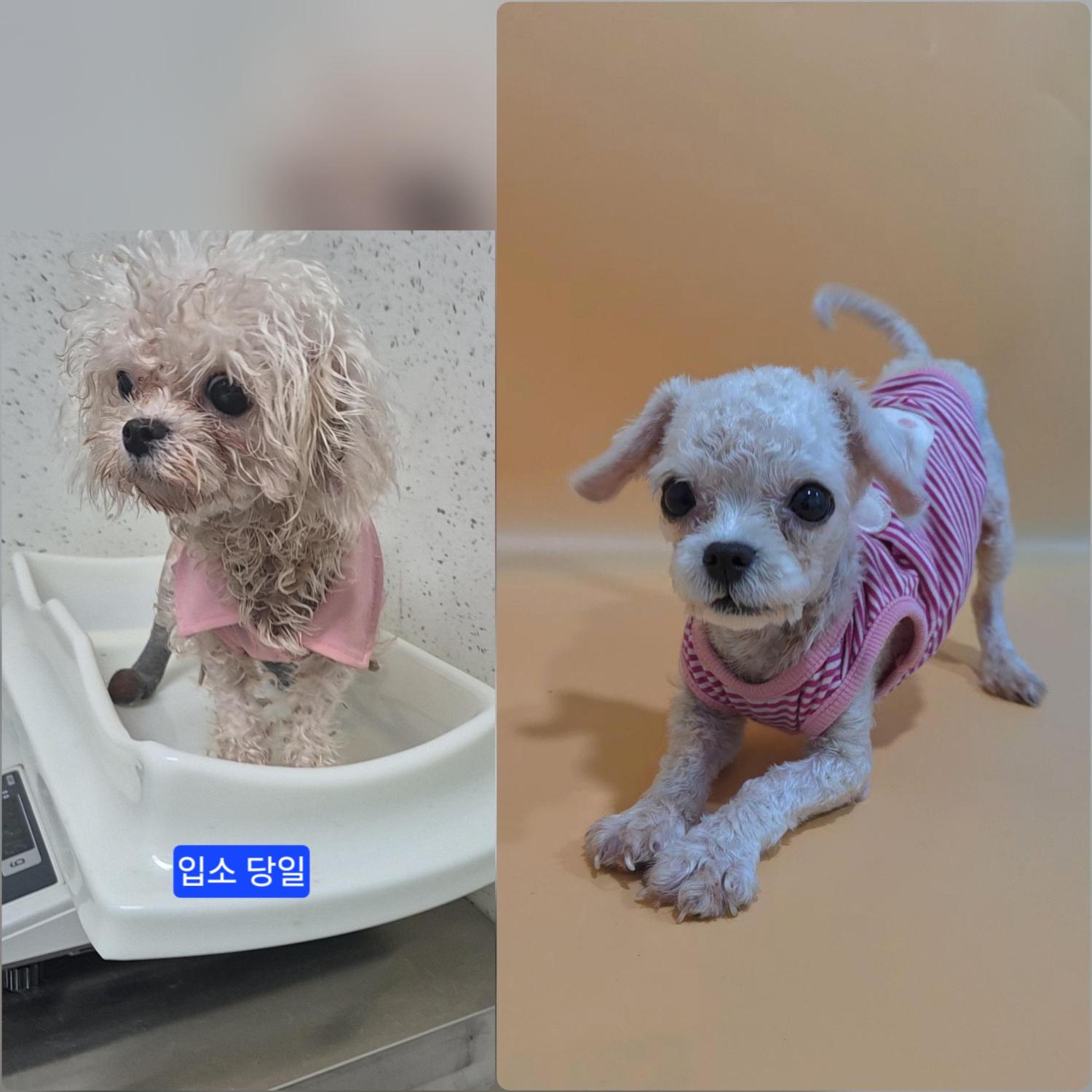 보호 중인 푸들