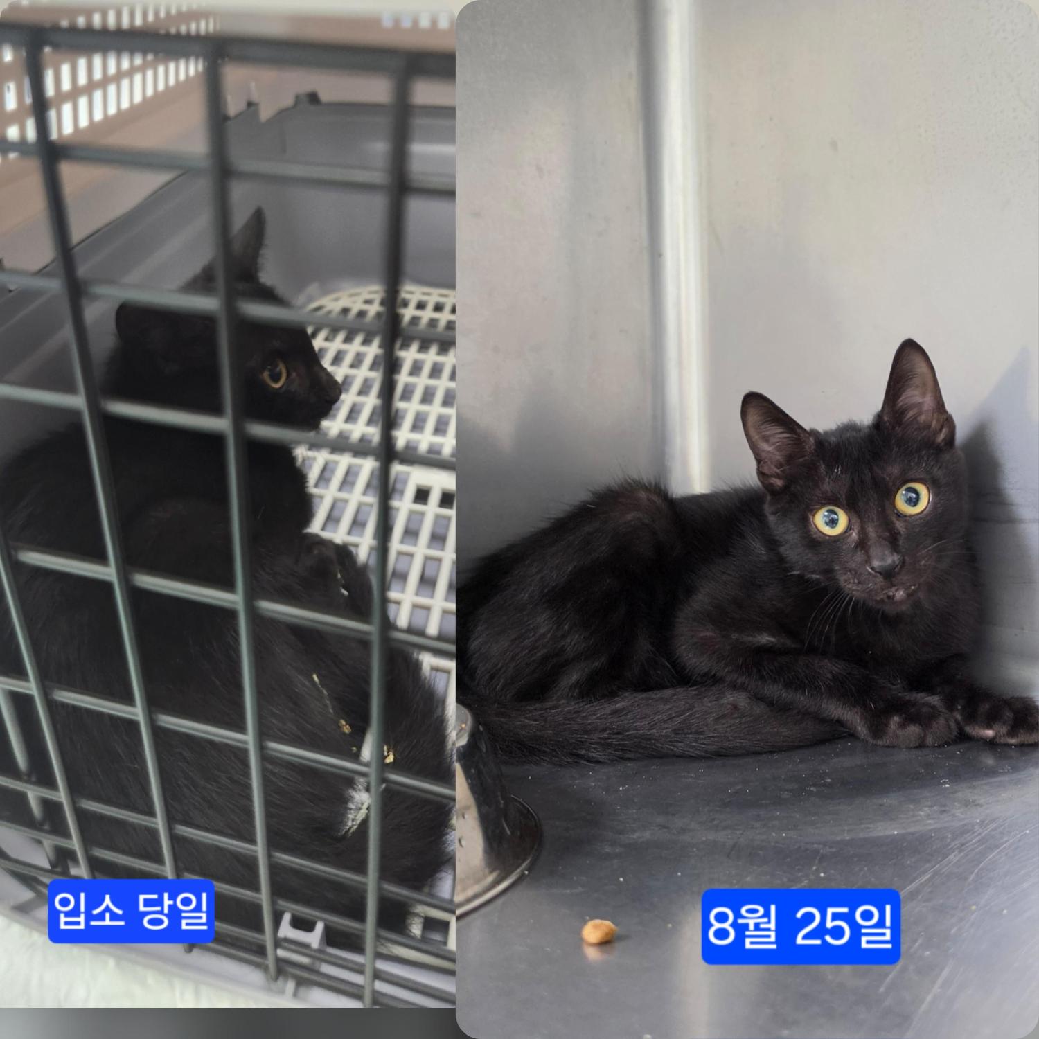 보호 중인 한국 고양이
