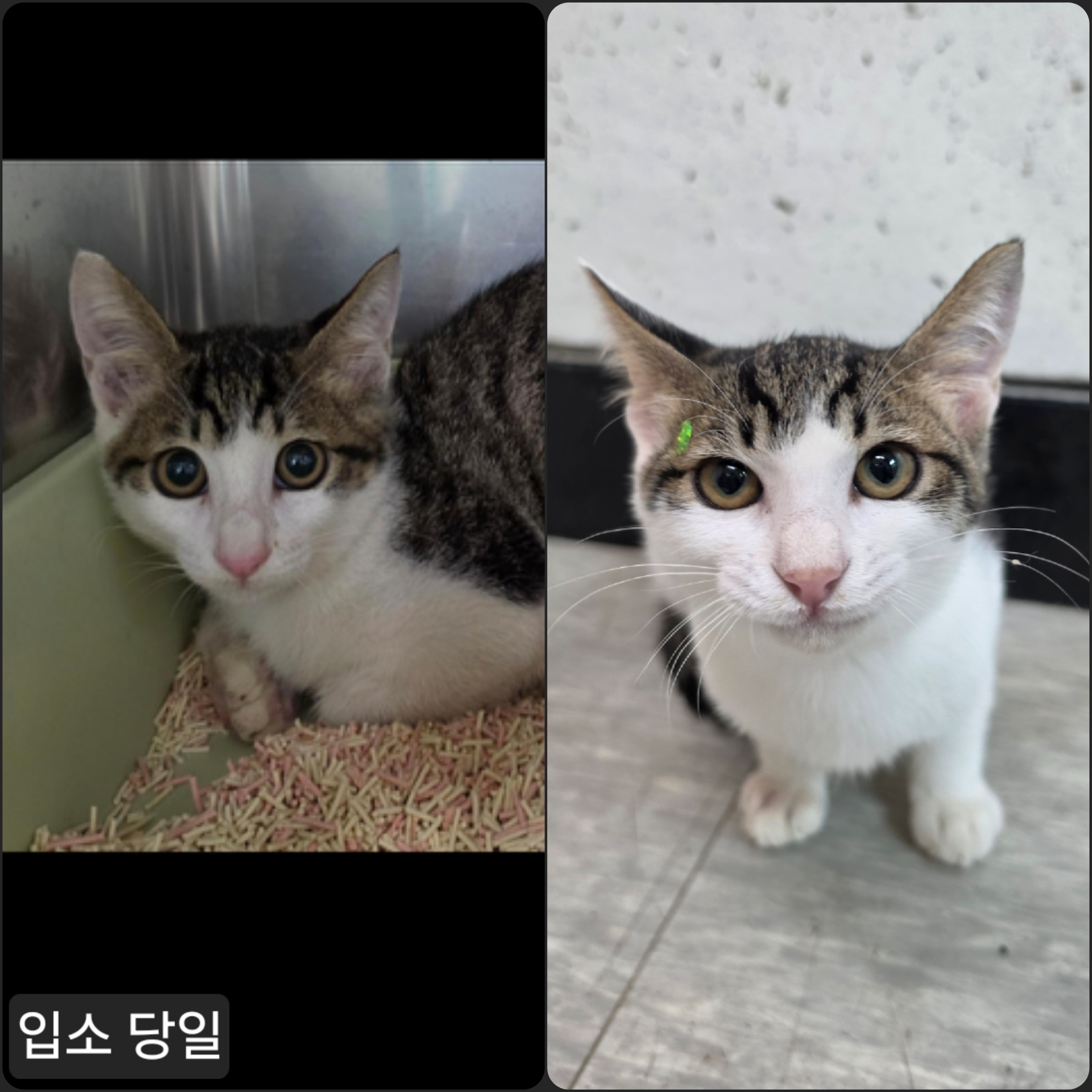 보호 중인 한국 고양이