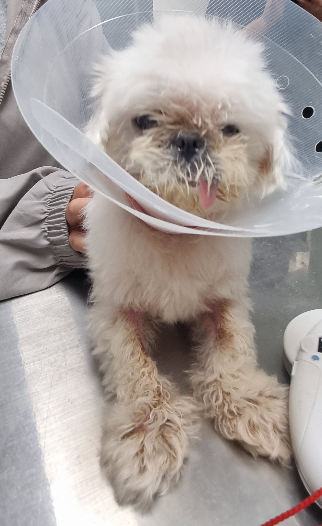 보호 중인 말티즈