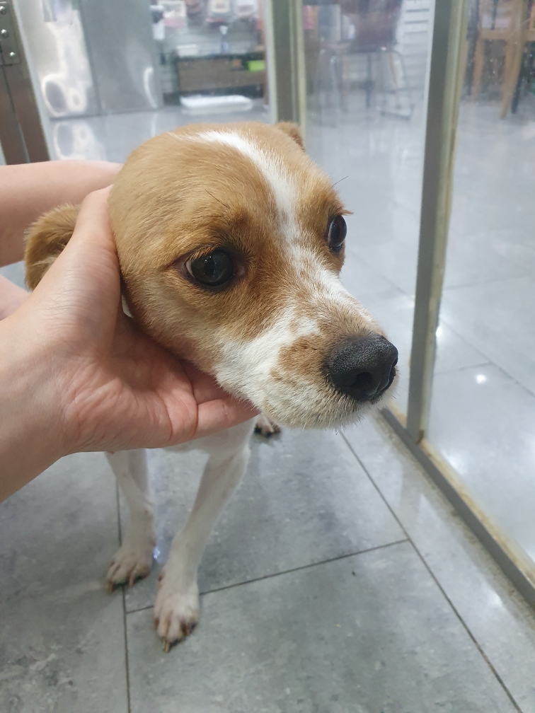 보호 중인 믹스견