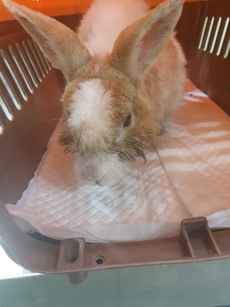 보호 중인 토끼