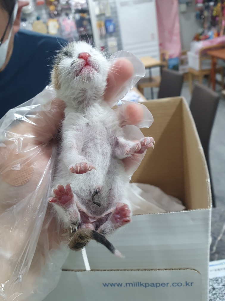 보호 중인 한국 고양이