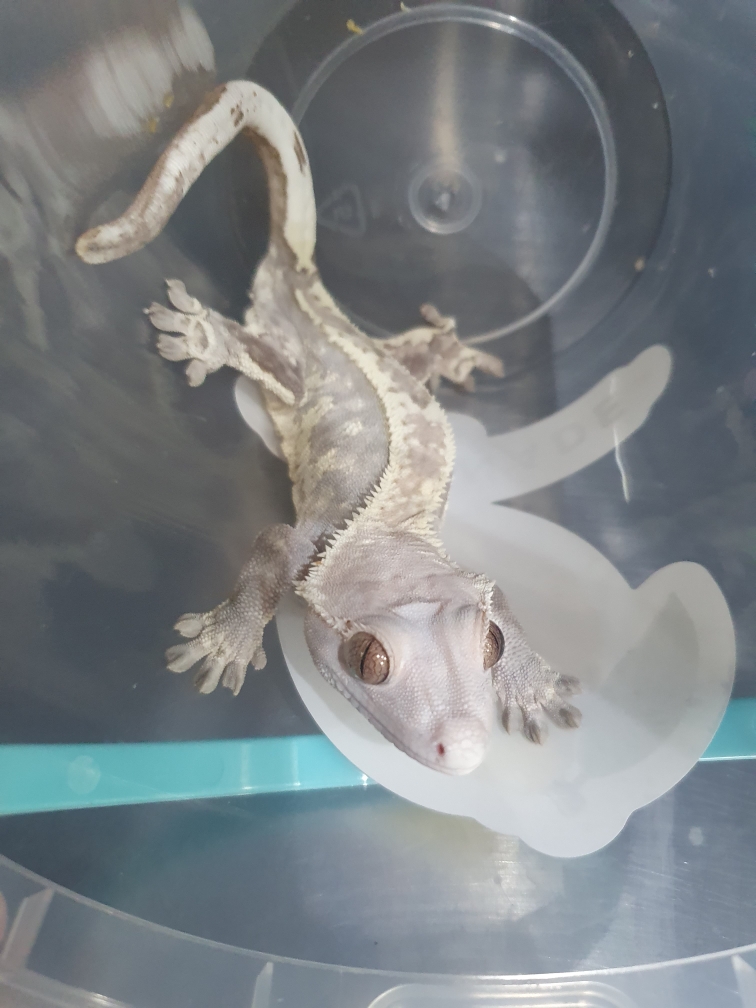 보호 중인 게코 도마뱀