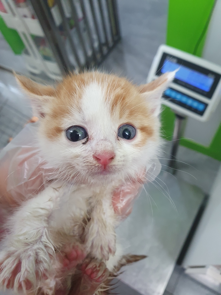 보호 중인 한국 고양이