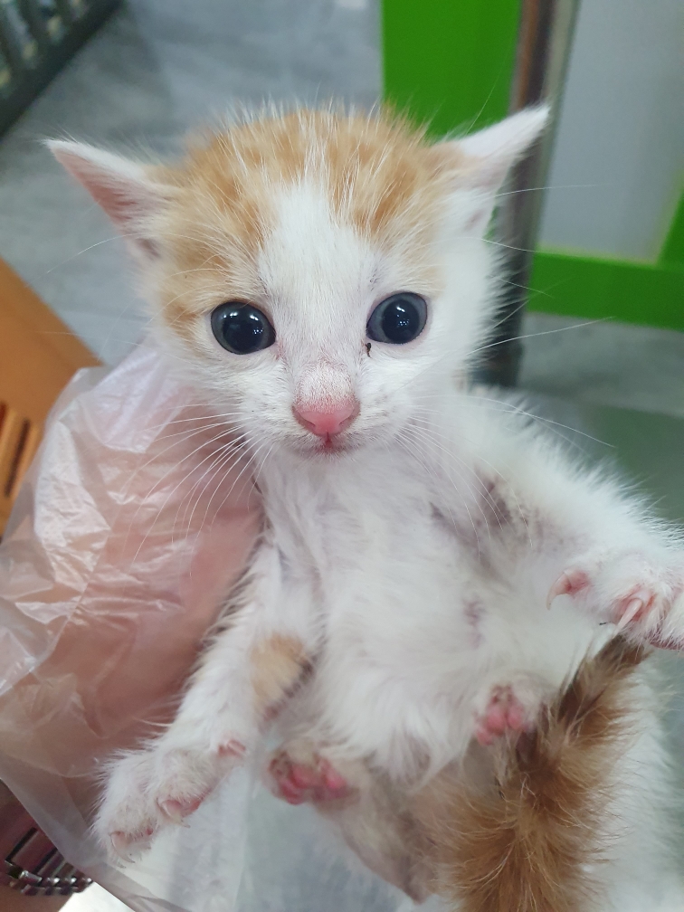 보호 중인 한국 고양이