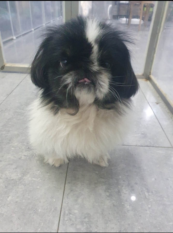 보호 중인 페키니즈