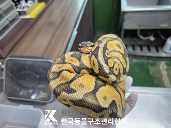 보호 중인 뱀