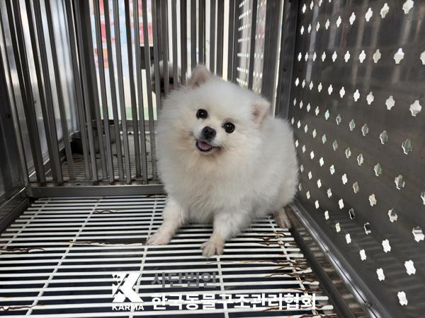 보호 중인 포메라니안