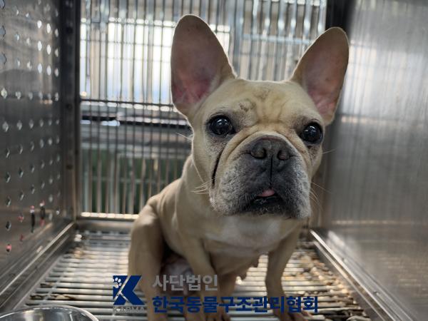 보호 중인 프렌치 불독