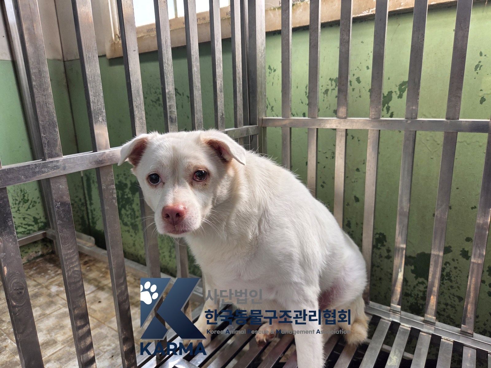 보호 중인 믹스견