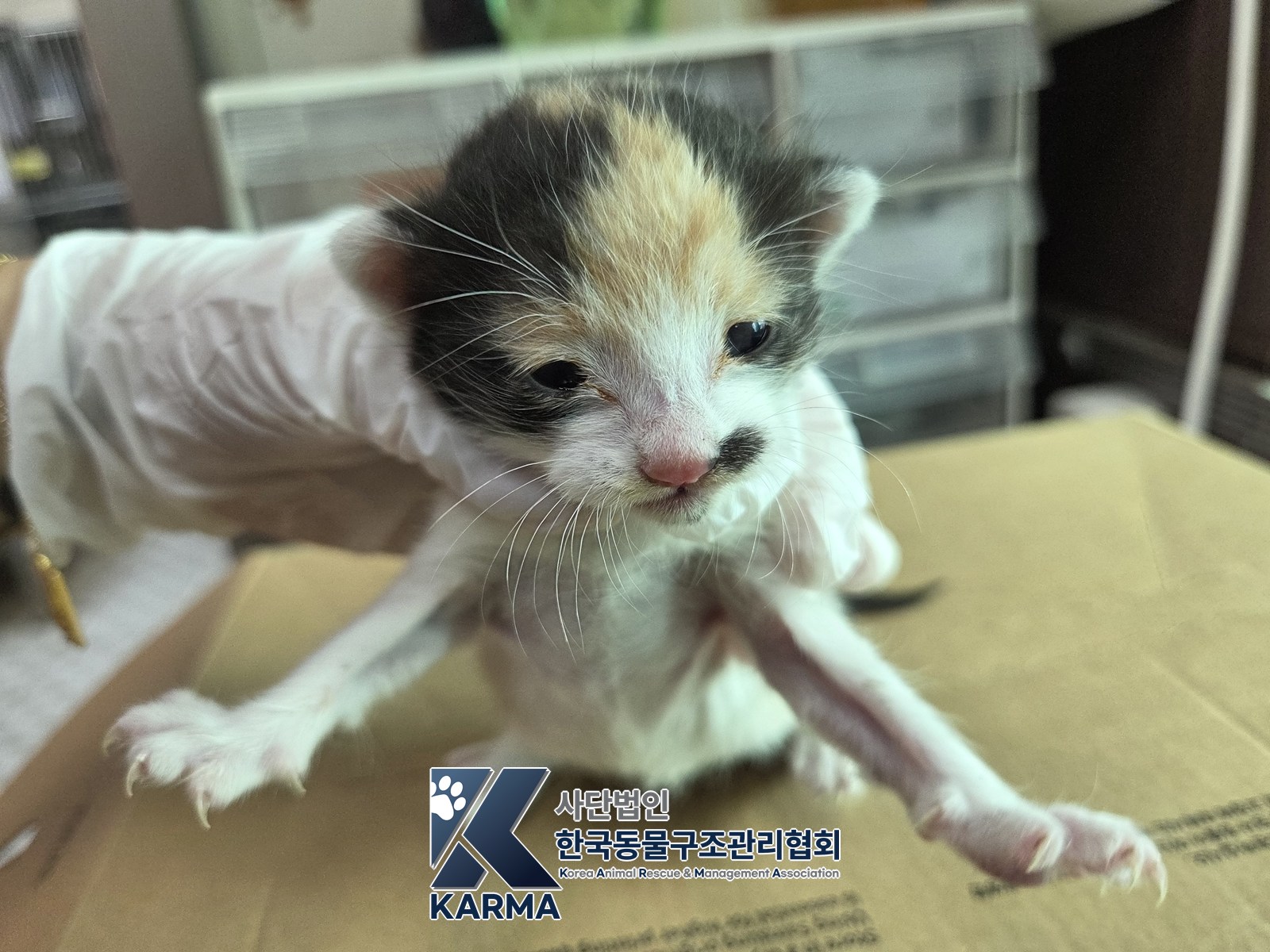 보호 중인 한국 고양이