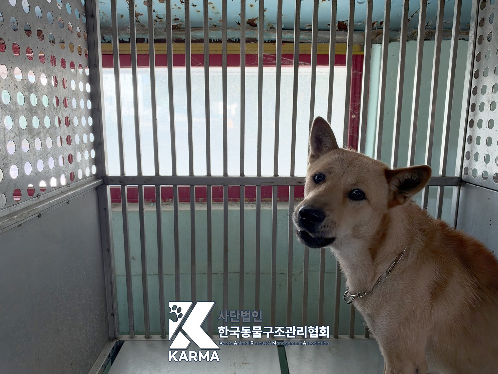 보호 중인 믹스견