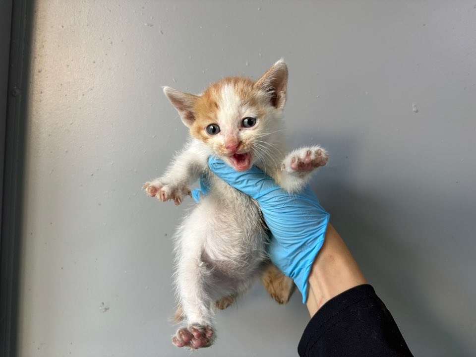 보호 중인 한국 고양이