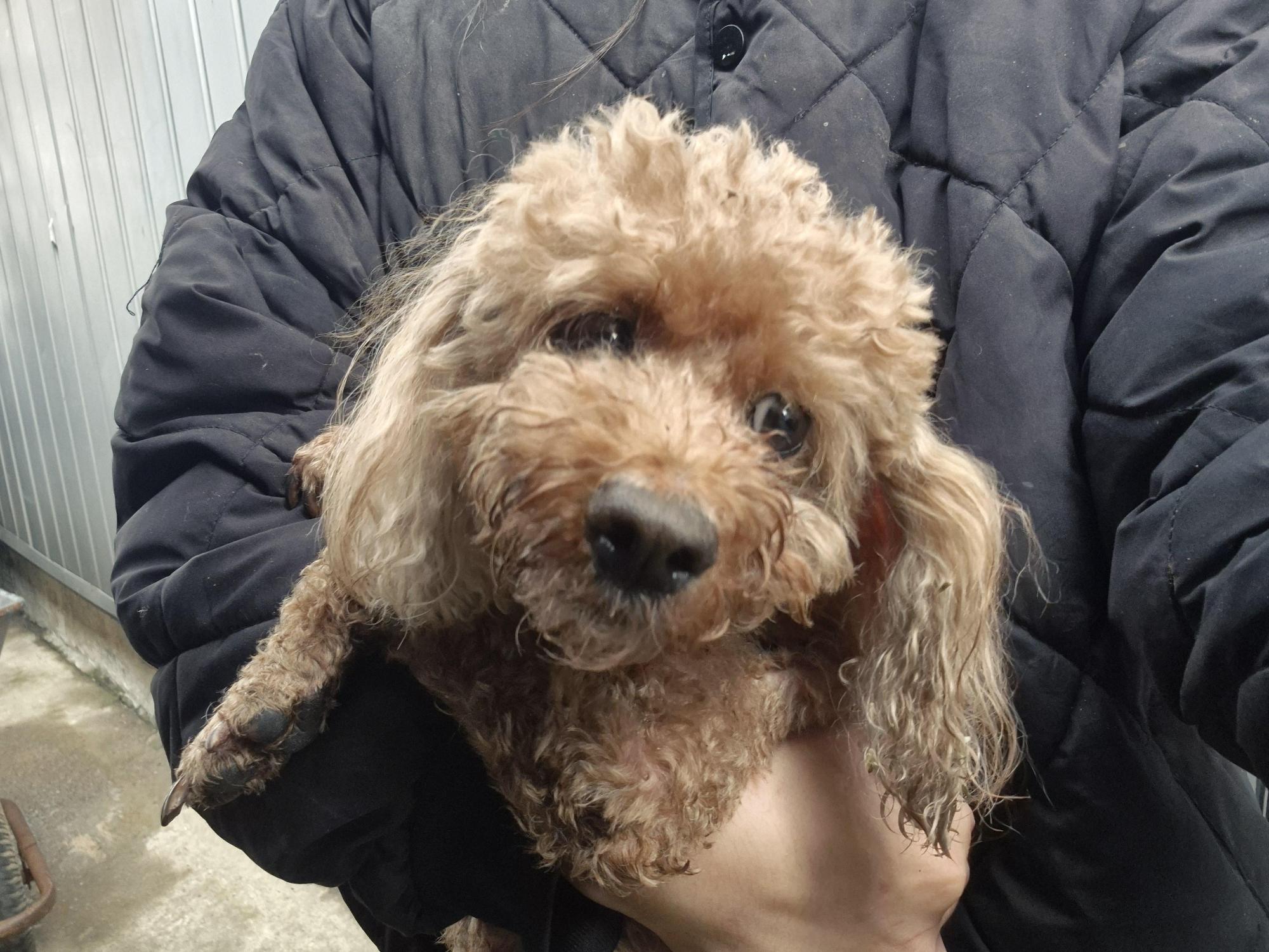 보호 중인 푸들