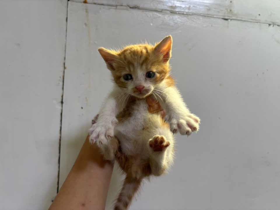 보호 중인 한국 고양이
