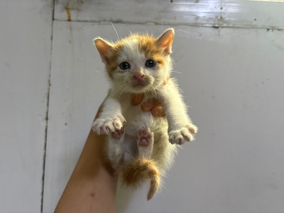 보호 중인 한국 고양이