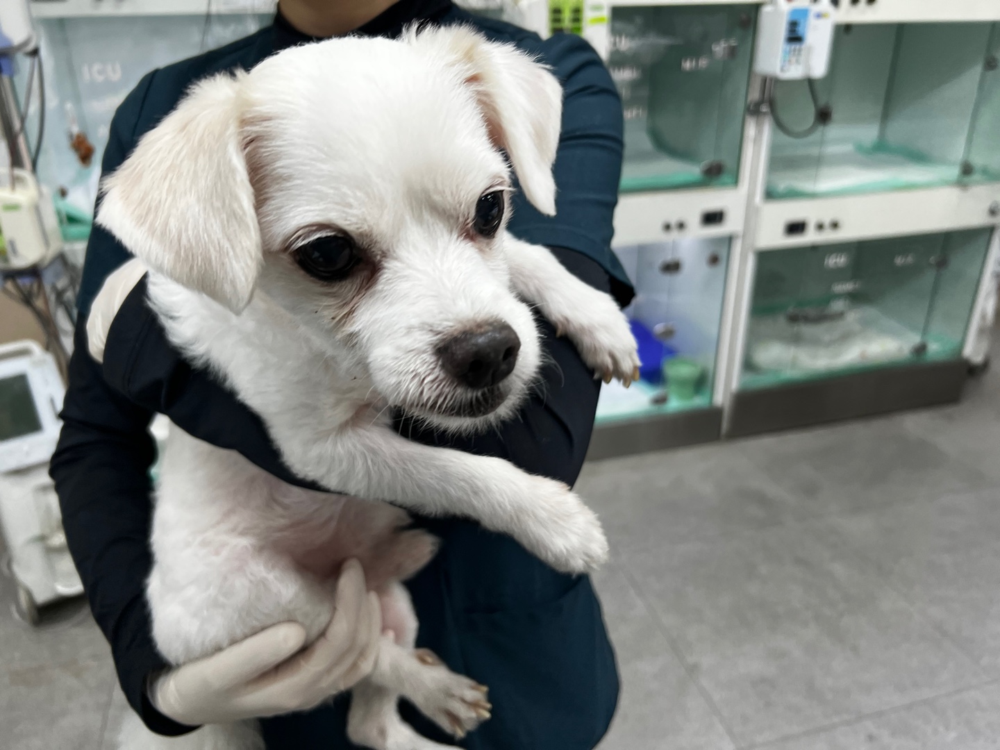 보호 중인 말티즈