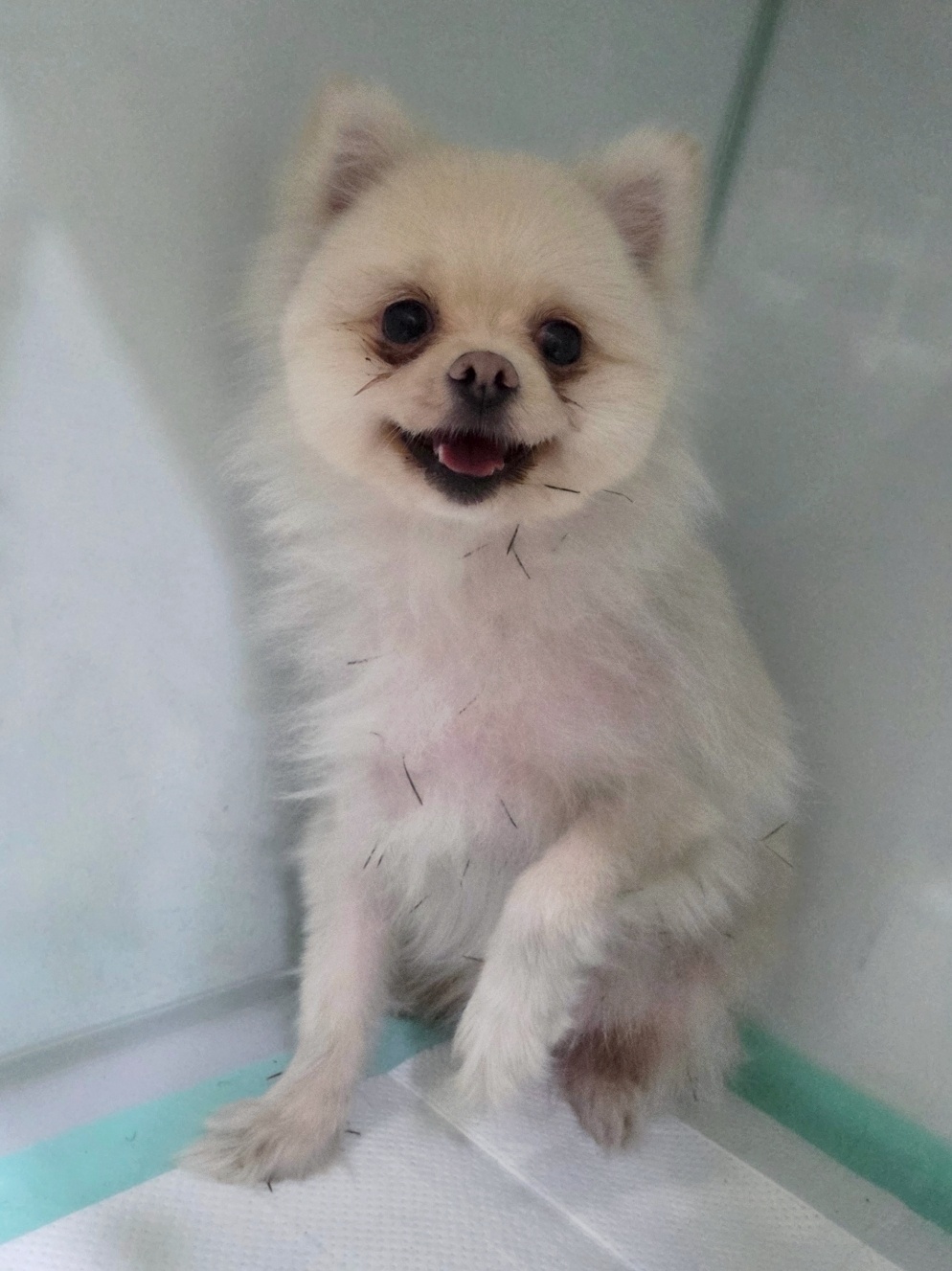 보호 중인 포메라니안