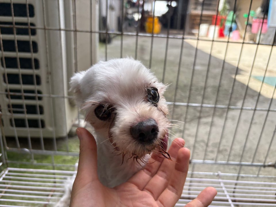 보호 중인 말티즈