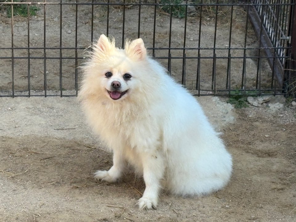 보호 중인 포메라니안