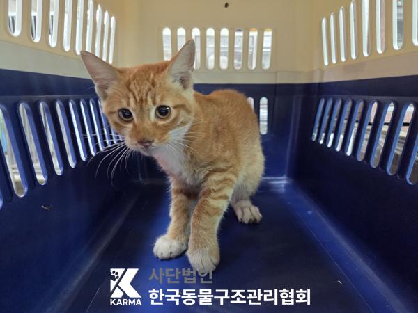 보호 중인 한국 고양이