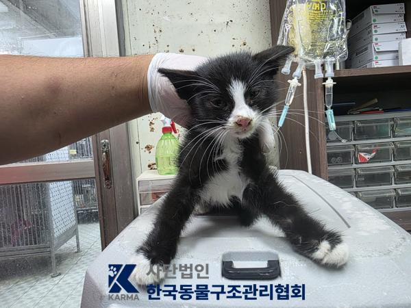 보호 중인 한국 고양이