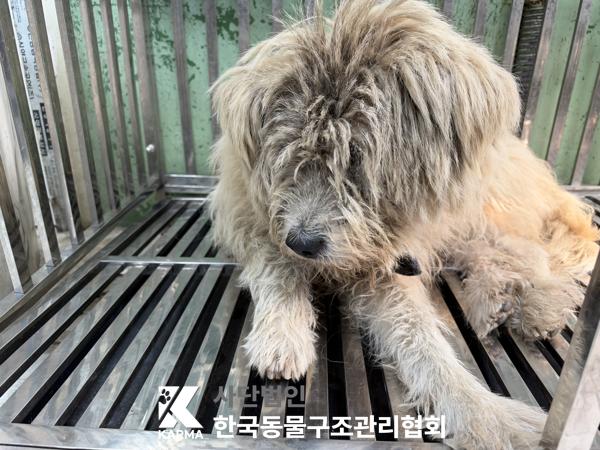 보호 중인 믹스견