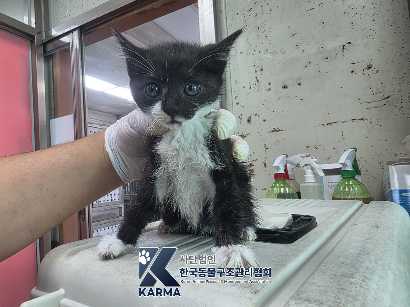 보호 중인 한국 고양이