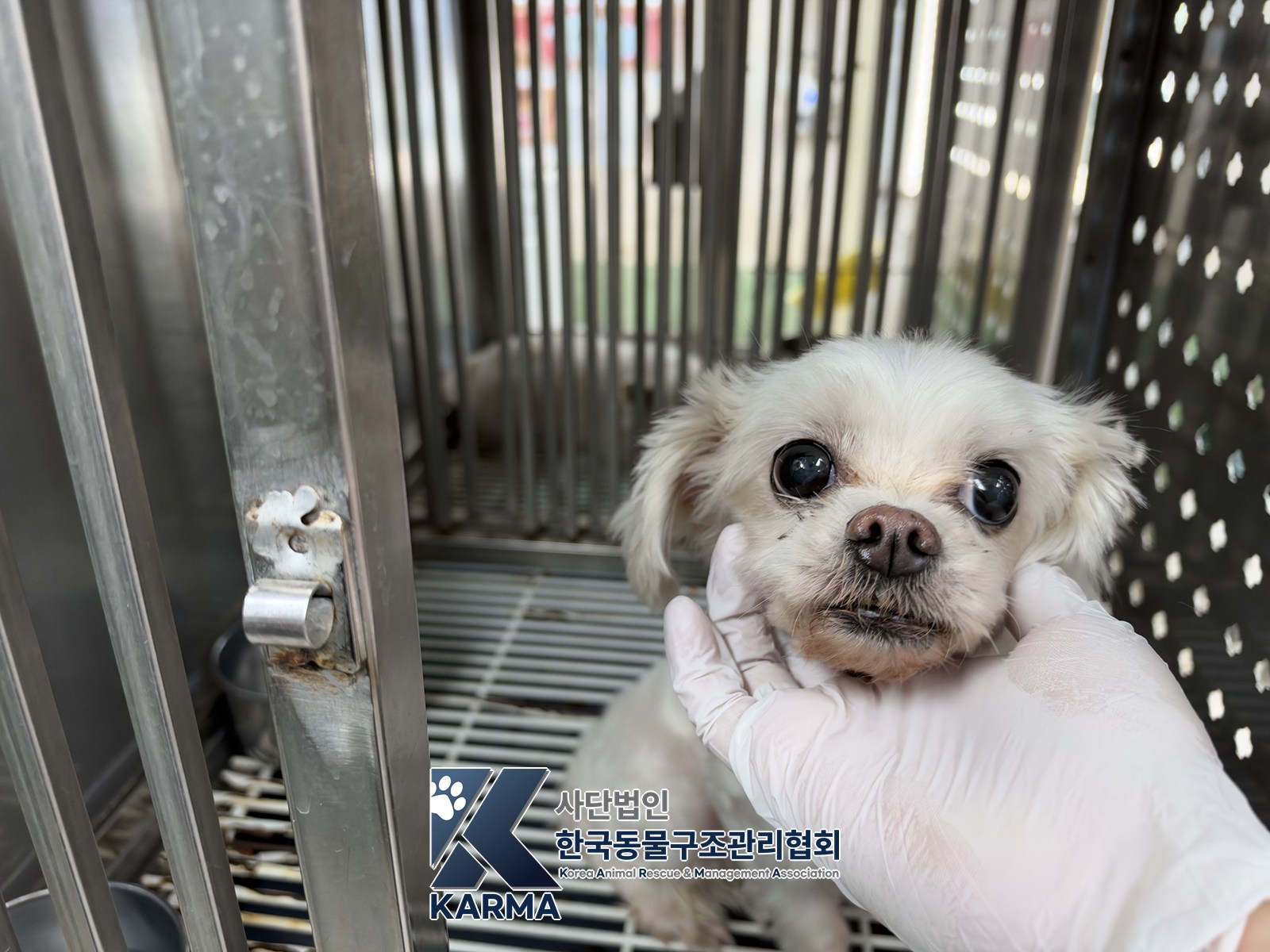 보호 중인 말티즈