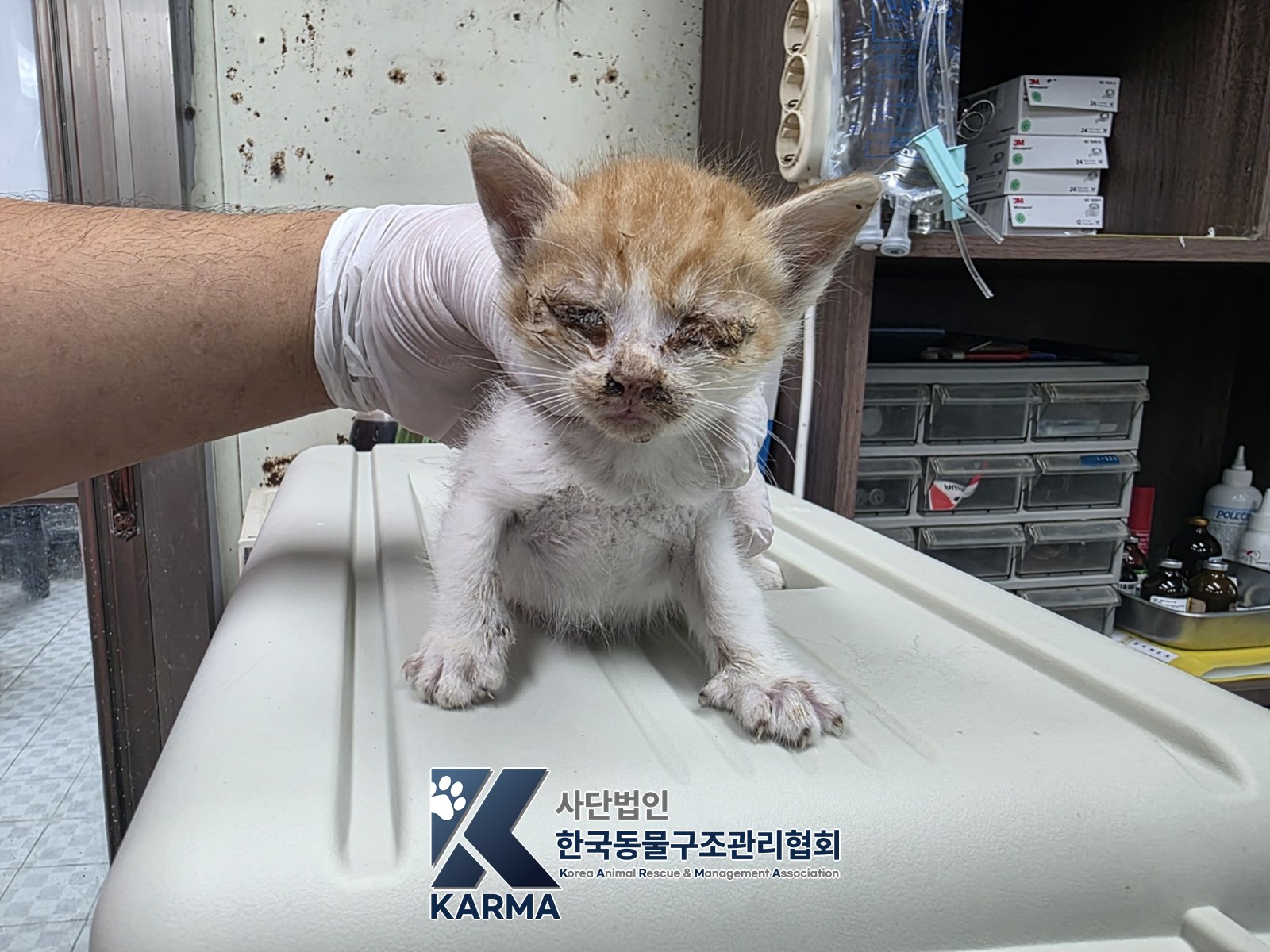 보호 중인 한국 고양이
