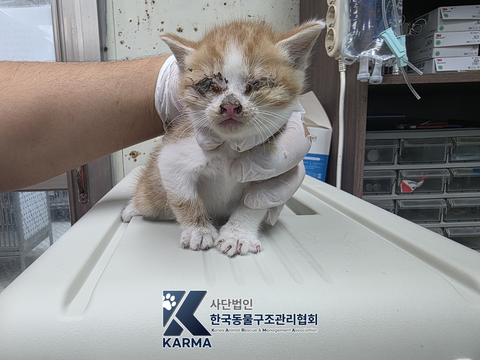 보호 중인 한국 고양이