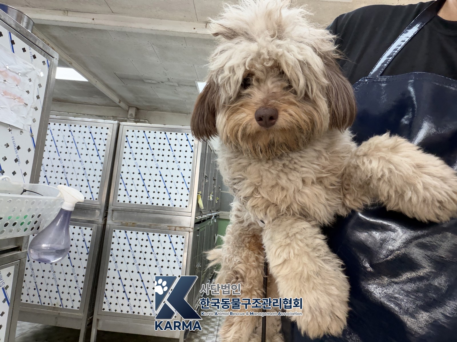 보호 중인 올드 잉글리쉬 쉽독