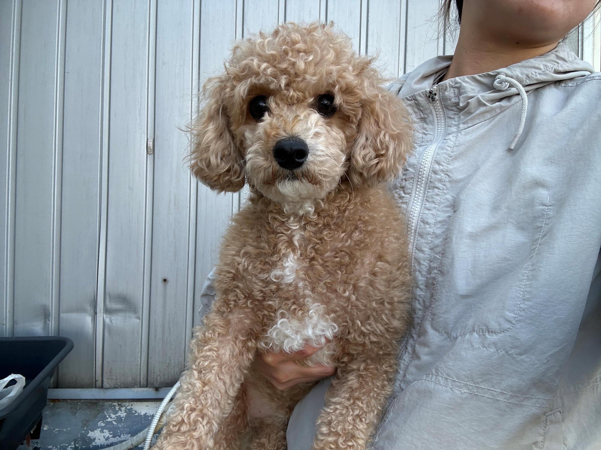 보호 중인 푸들