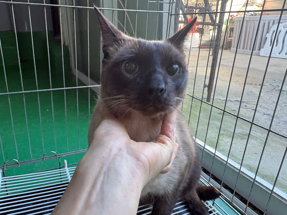 보호 중인 샴