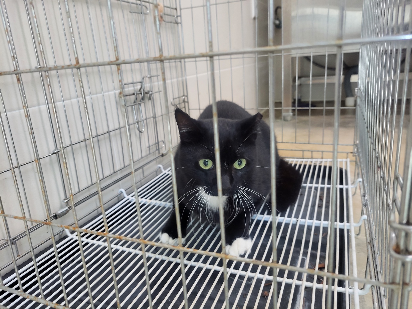 보호 중인 한국 고양이