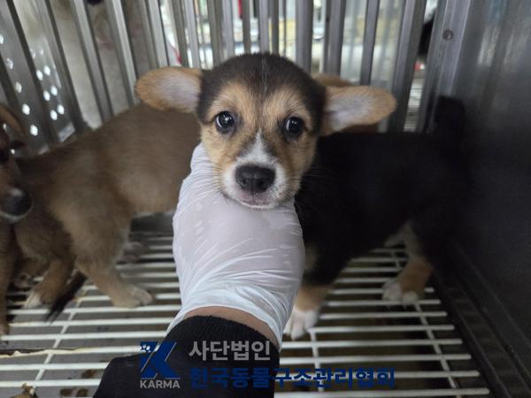 보호 중인 믹스견