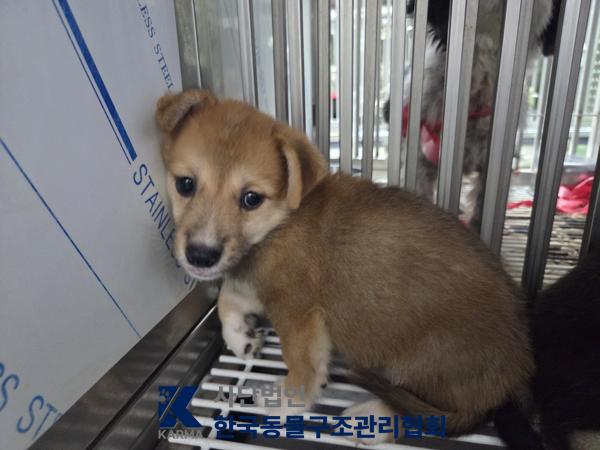 보호 중인 믹스견