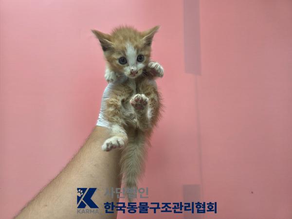 보호 중인 한국 고양이